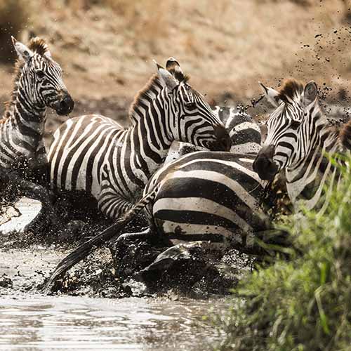 Zebras galloping in a river, Serengeti